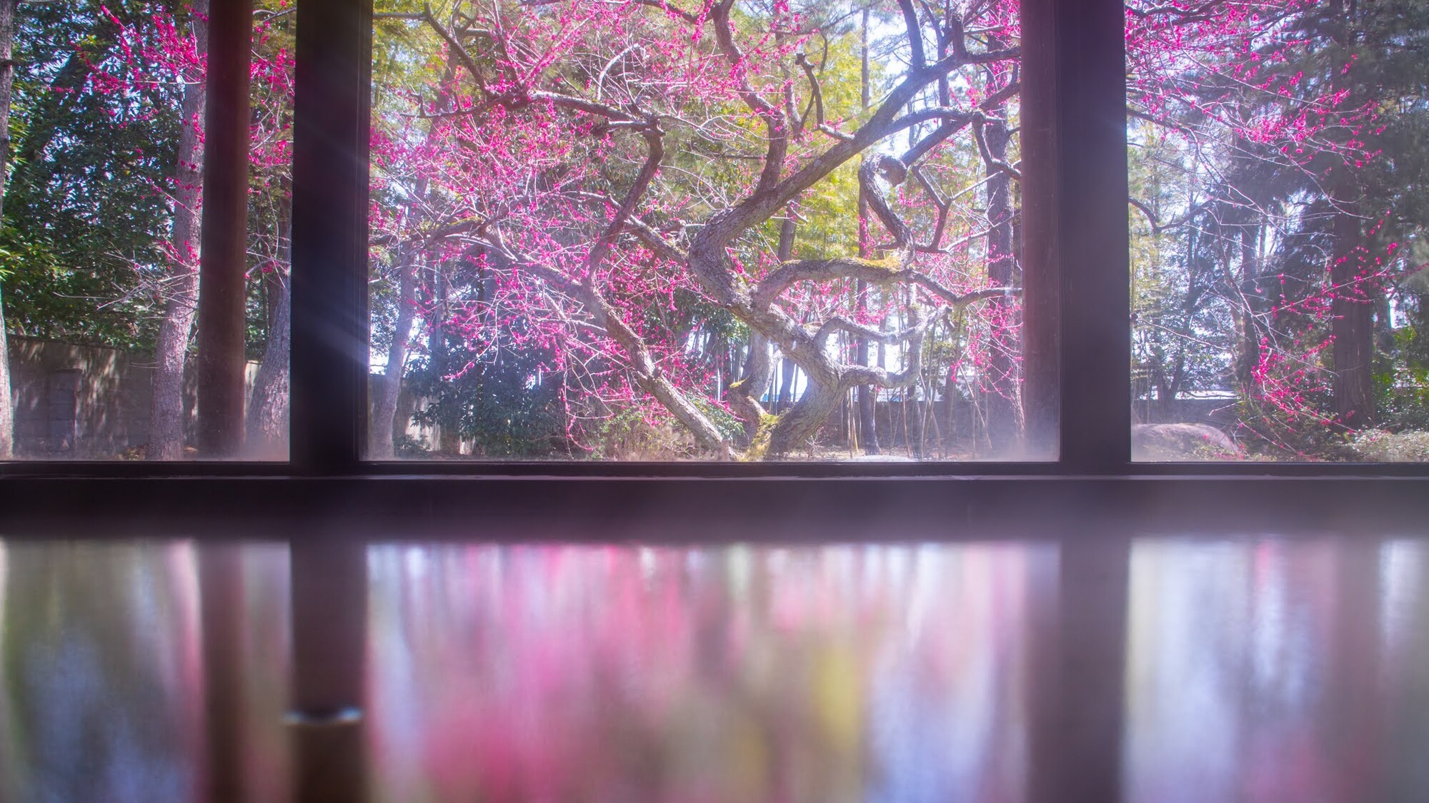 大浴場から見える紅梅。毎年限られた時期しか見ることのできない春の景色です。