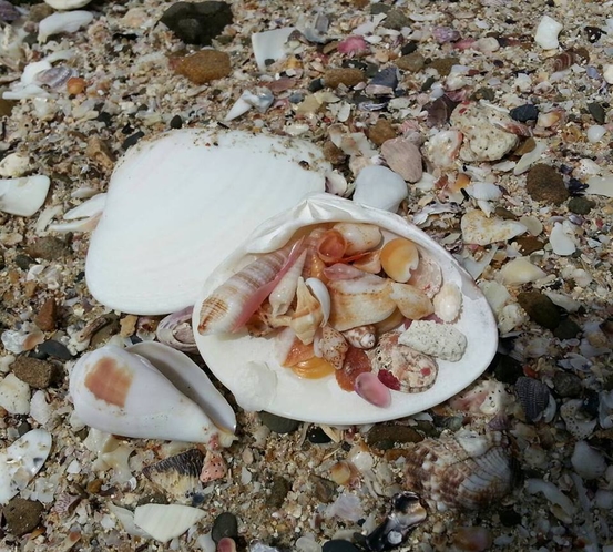五島の海辺の貝殻です。　癒しの島