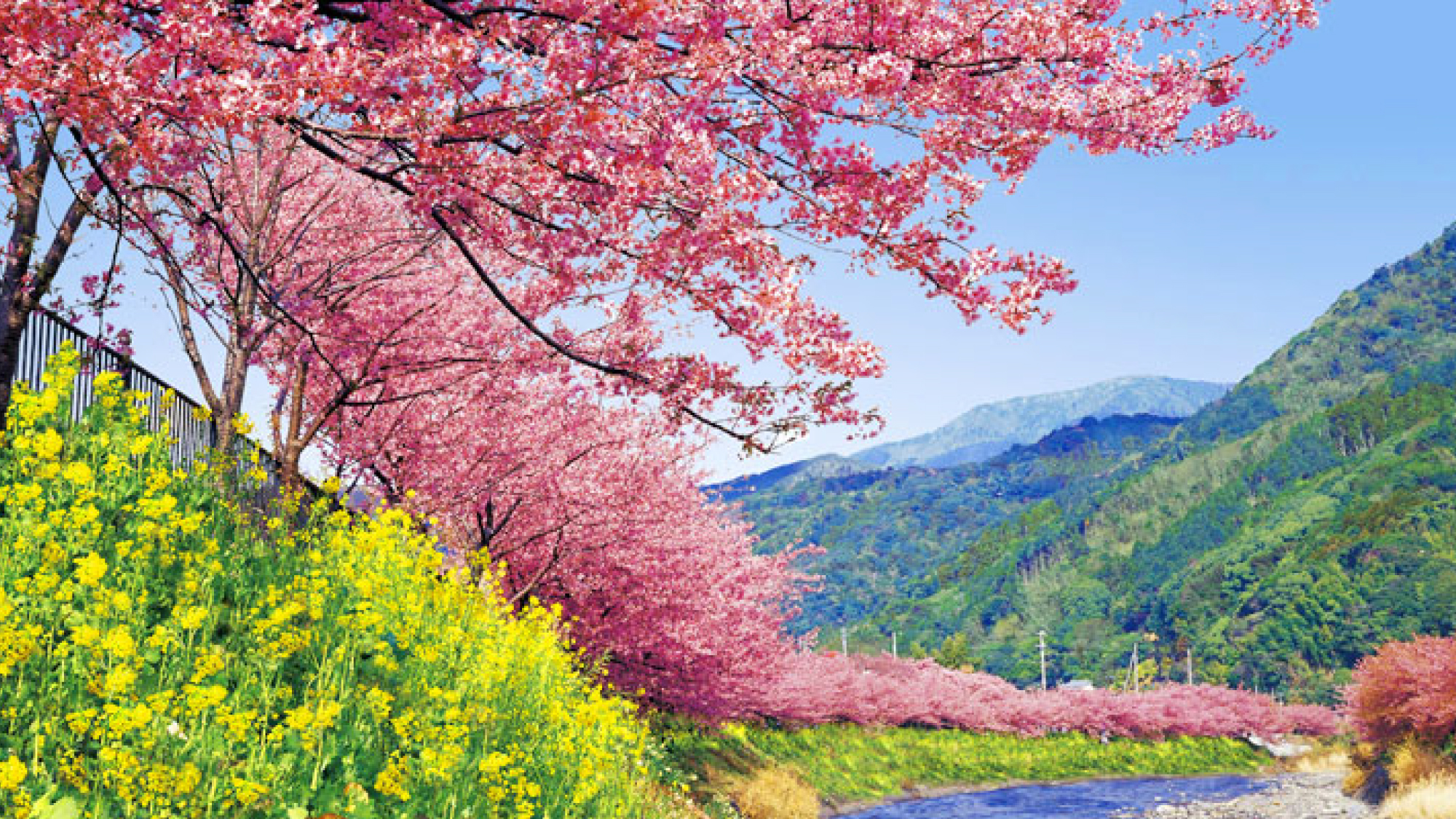 早咲きで有名な河津桜
