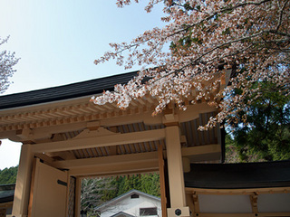 山門桜