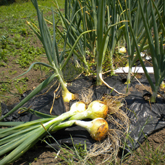 自家農園野菜栽培②