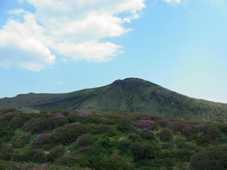 阿蘇山西口登山道・ミヤマキリシマ