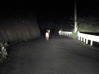 まほーばの森への道で出会った子鹿