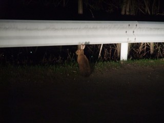 まほーばの森への道で出会った野ウサギ