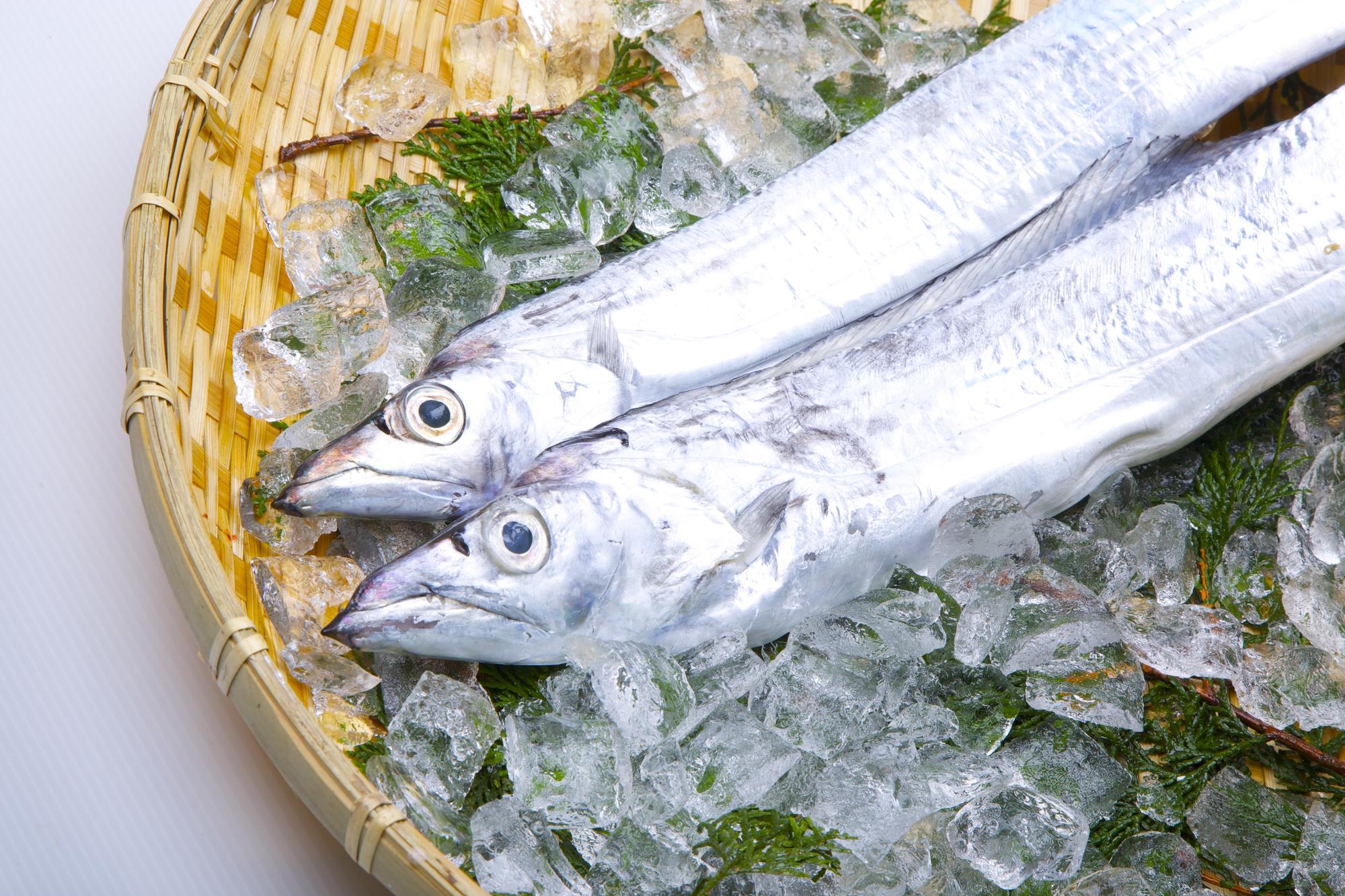 水俣港周辺では太刀魚の海釣りを楽しむことができます。