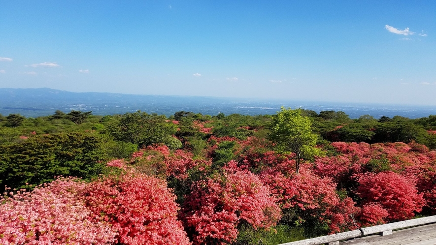 八幡のつつじ