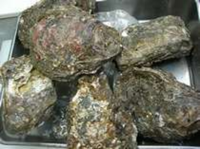岩牡蠣