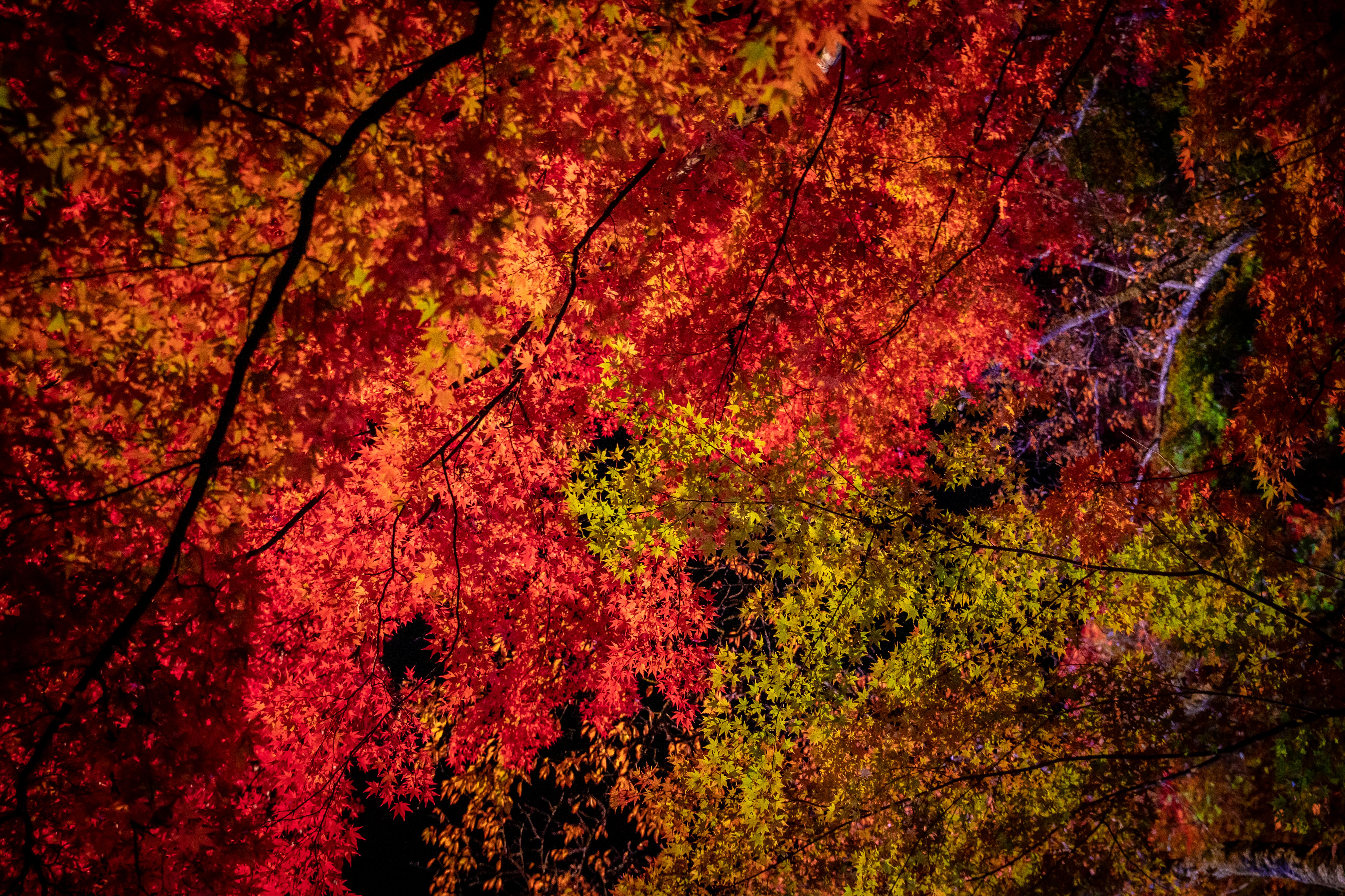 紅葉のイメージ