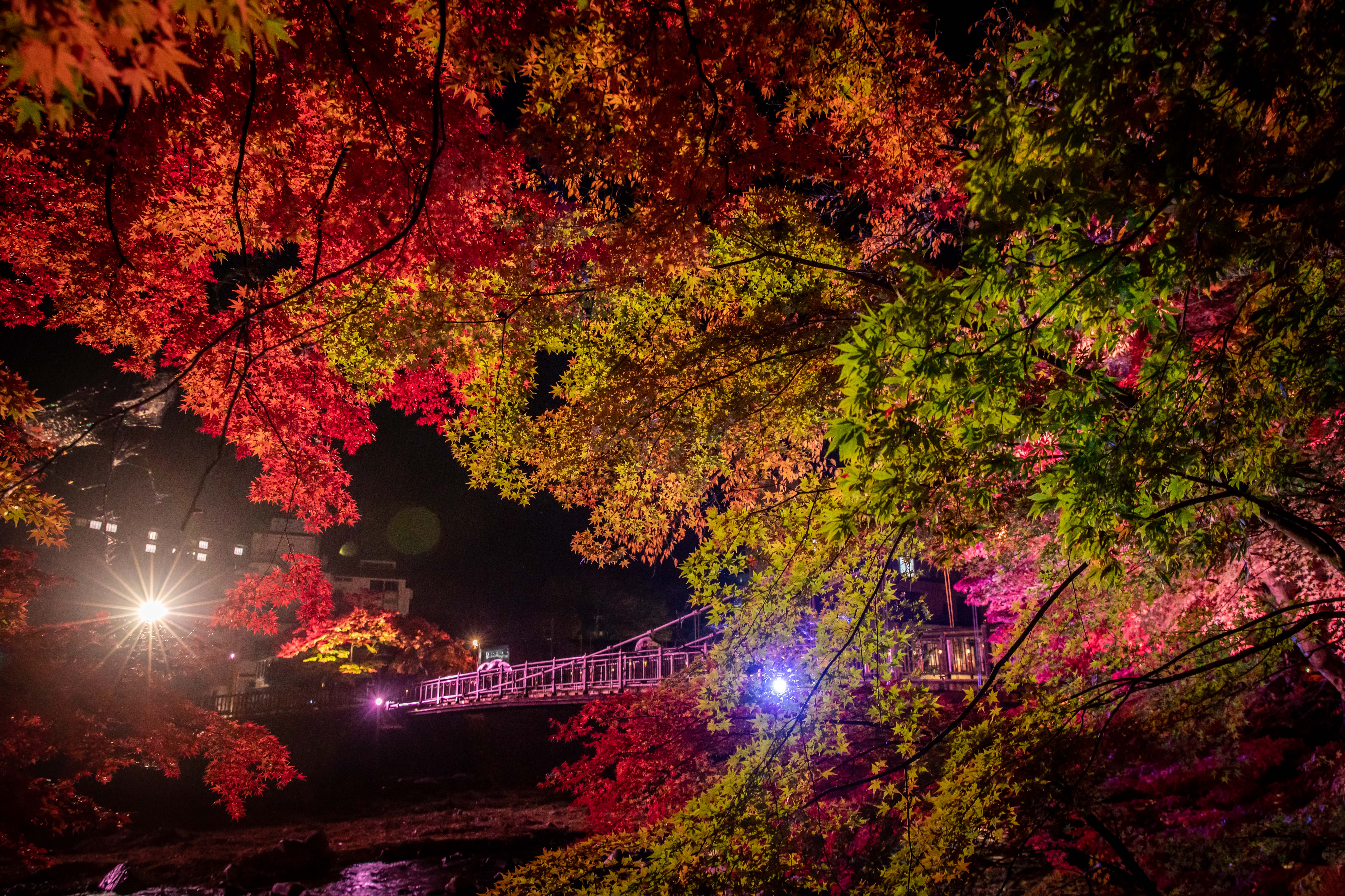 紅葉のイメージ