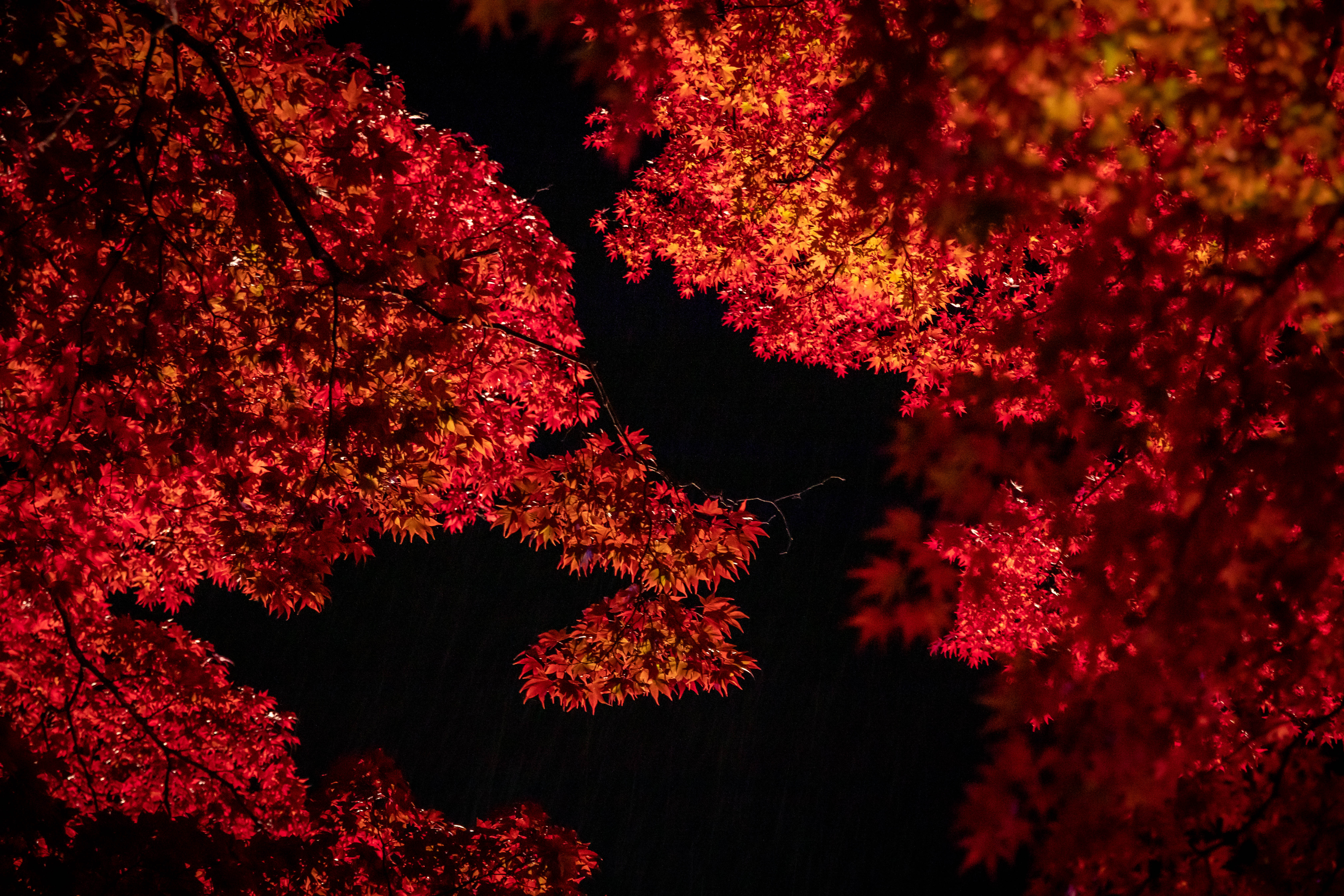 紅葉イメージ