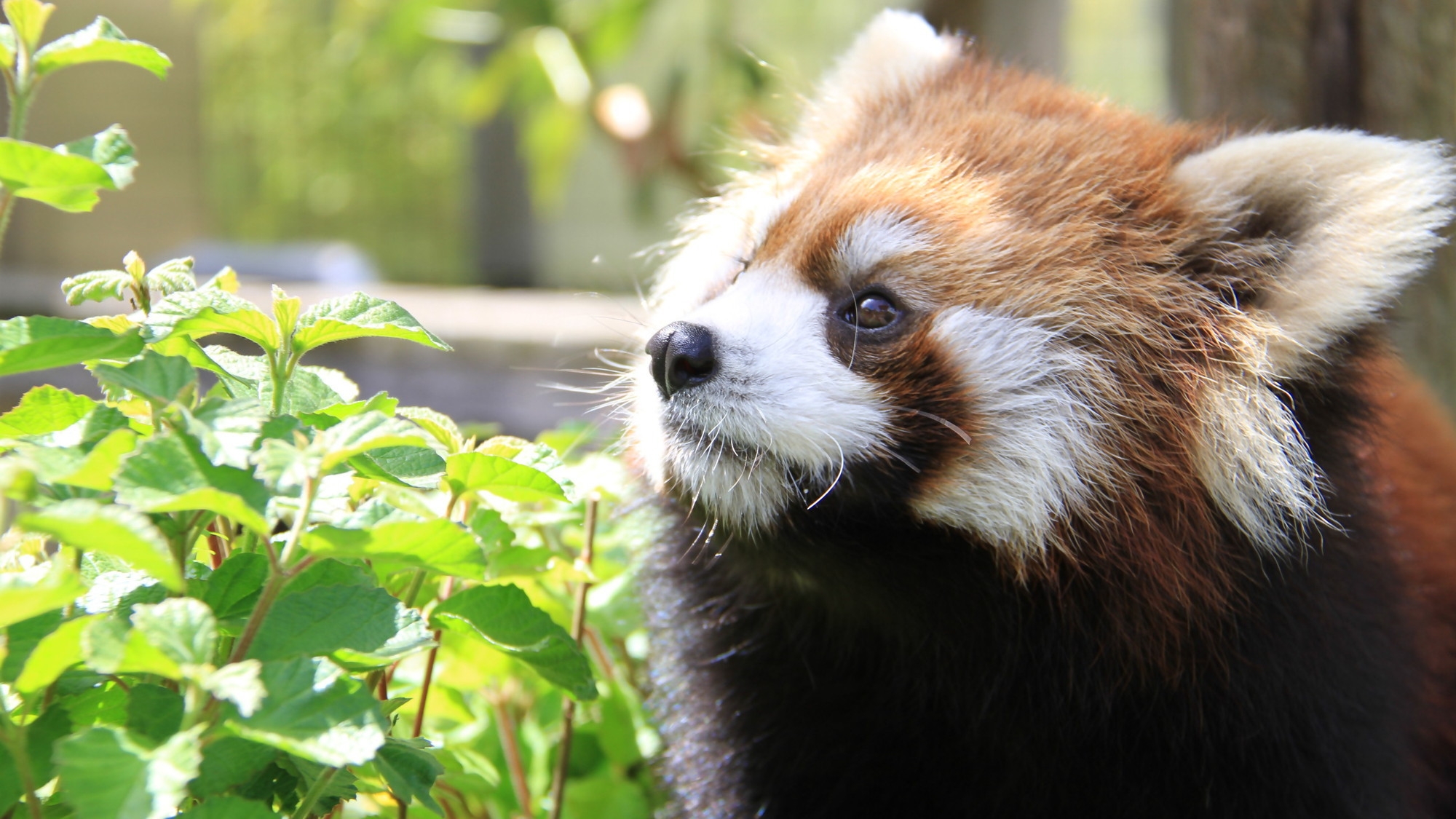 ファミリープラン★どうぶつえんにいこう！★日本平動物園チケット＆お買物券付き＜朝食・無料駐車場あり＞