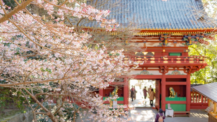 日光東照宮と桜