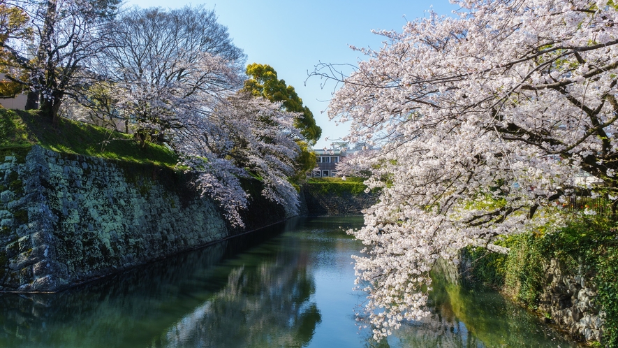 駿府城のお堀は桜が綺麗に咲きます