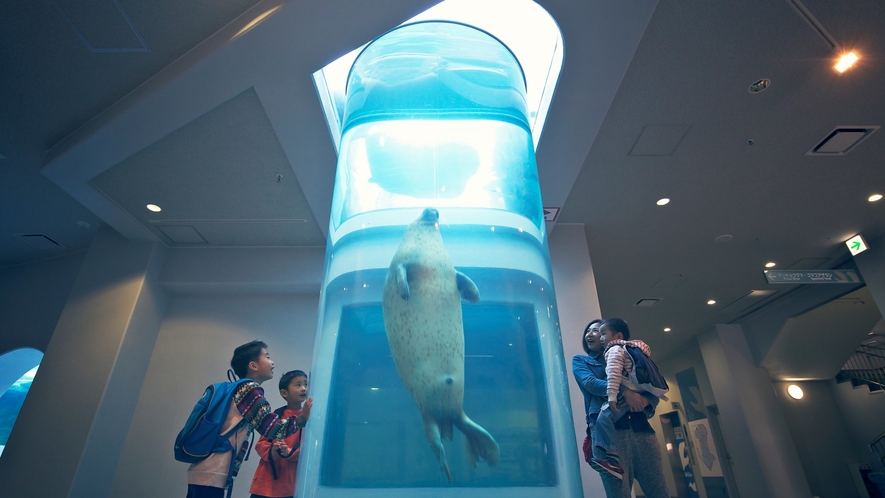 日本平動物園◆ゴマフアザラシ（画像提供：静岡市立日本平動物園さま）