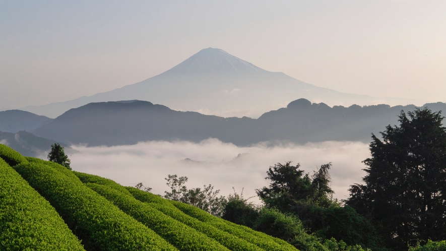 清水区吉原の茶畑