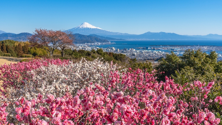 富士山と梅と空のコントラストが美しい絶景