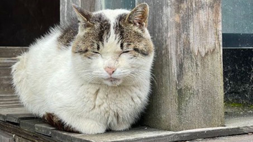 【温泉街】ねこ