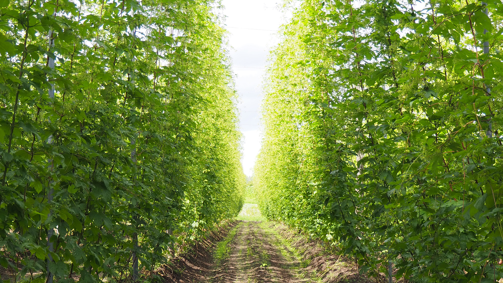 【白鷹産生ホップビール】収穫～醸造まで約1時間！ここにしかない香りと味わいの違いをご体感ください