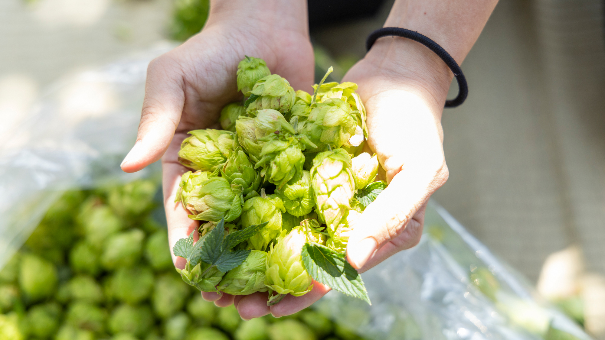 【いちらくオクトーバーフェスト】生ホップを使用した限定ビールも味わえる秋のお祭り