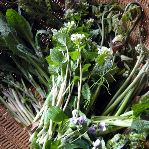 * 春天祝福食用野生植物