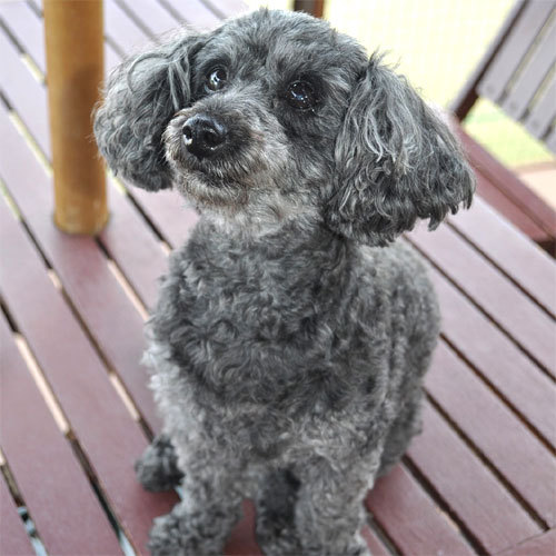 *お部屋もお食事もずっと一緒♪ペットと一緒に入れるお風呂もございます!