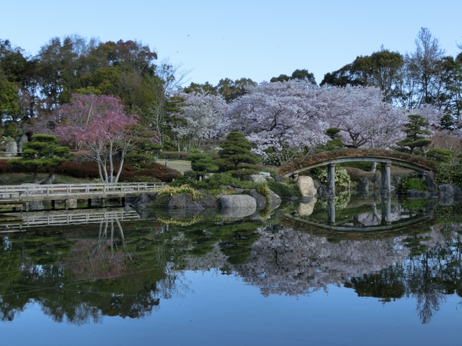 日本庭園 桜 3月下旬～4月上旬