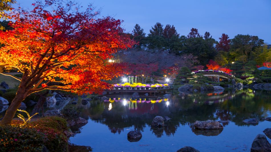 日本庭園 紅葉 ライトアップ