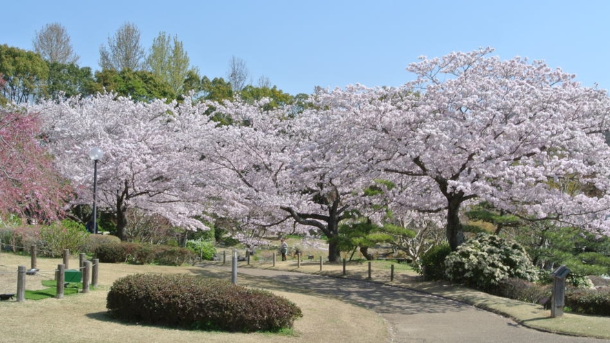 日本庭園 桜