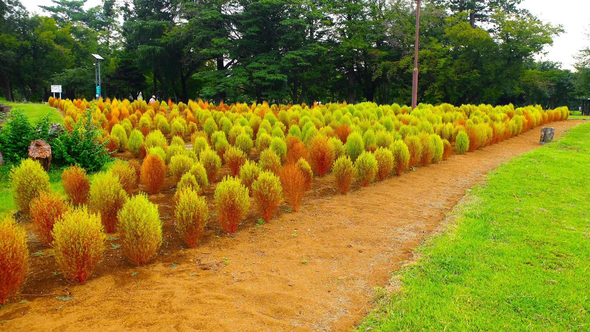 【当館から徒歩15分】和光樹林公園　広大な敷地で、散歩やジョギング、ピクニックに最適な緑豊かな公園
