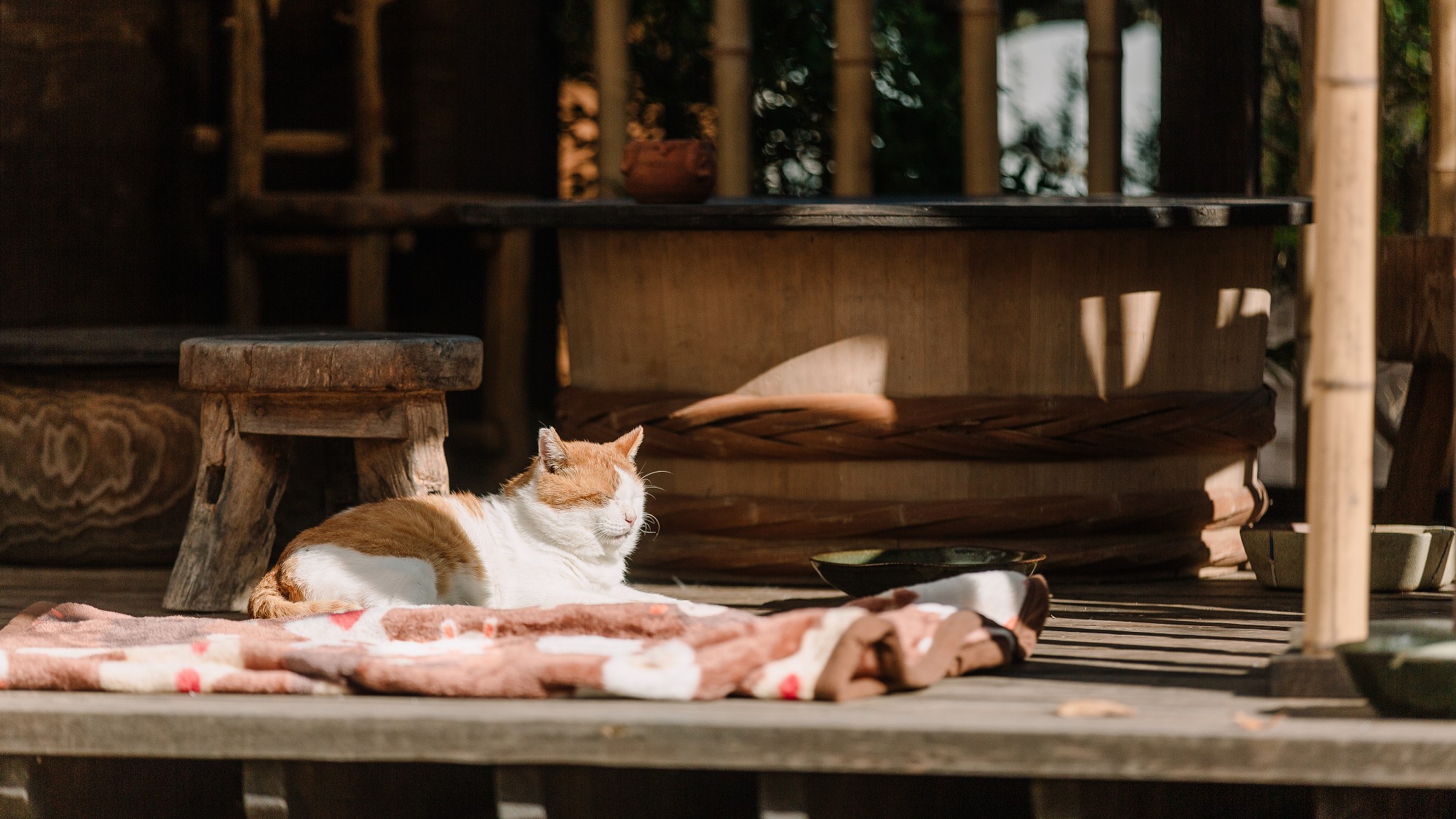 ■猫ちゃん　のんびり流れる別所の時間