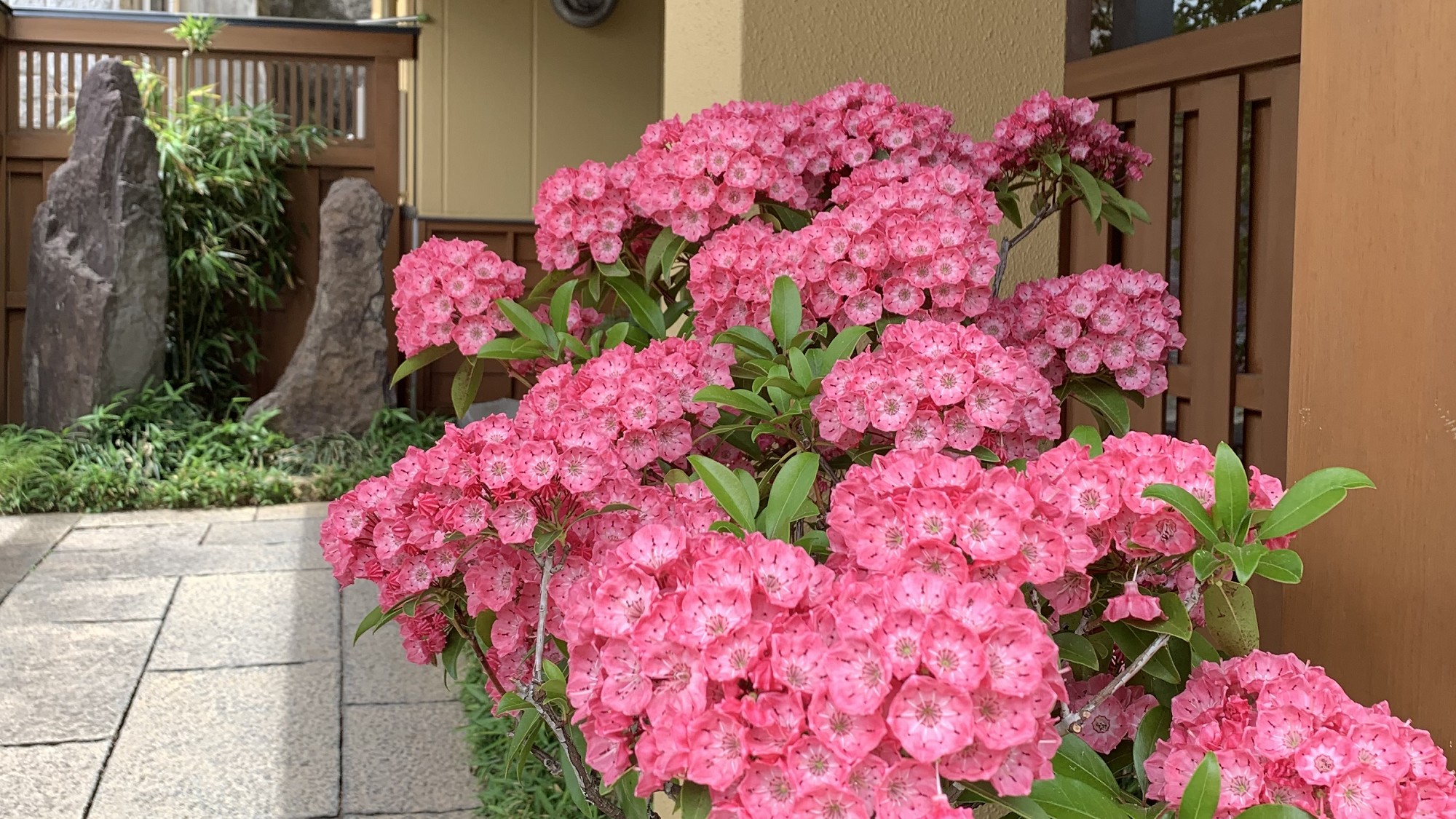 ■初夏に咲くカルミアの花　入口の様子