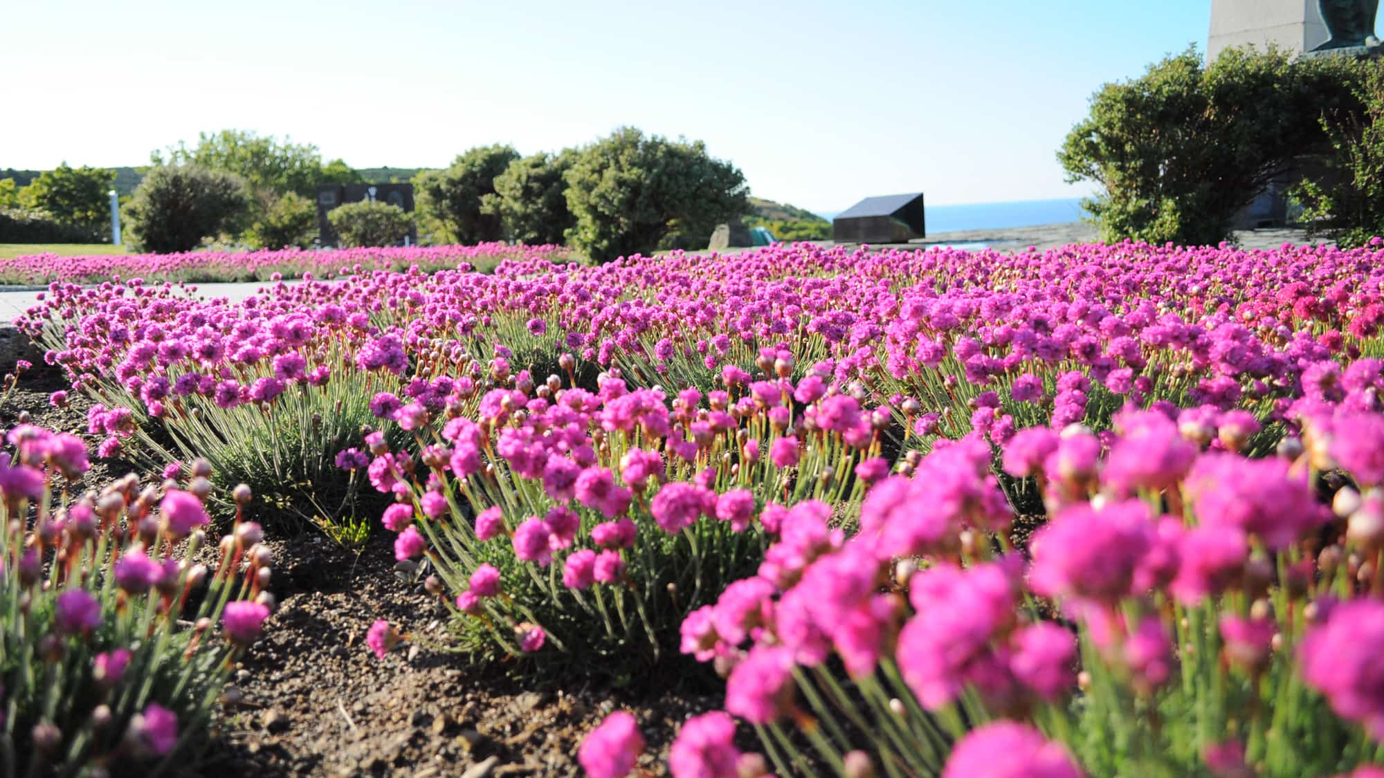 【稚内公園】6月～7月には公園内にたくさんのアルメリアが開花します。