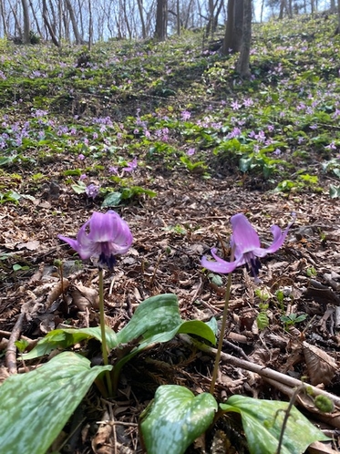 カタクリの花　見頃は３月中旬から約２週間程度