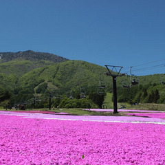 黒姫高原・芝桜