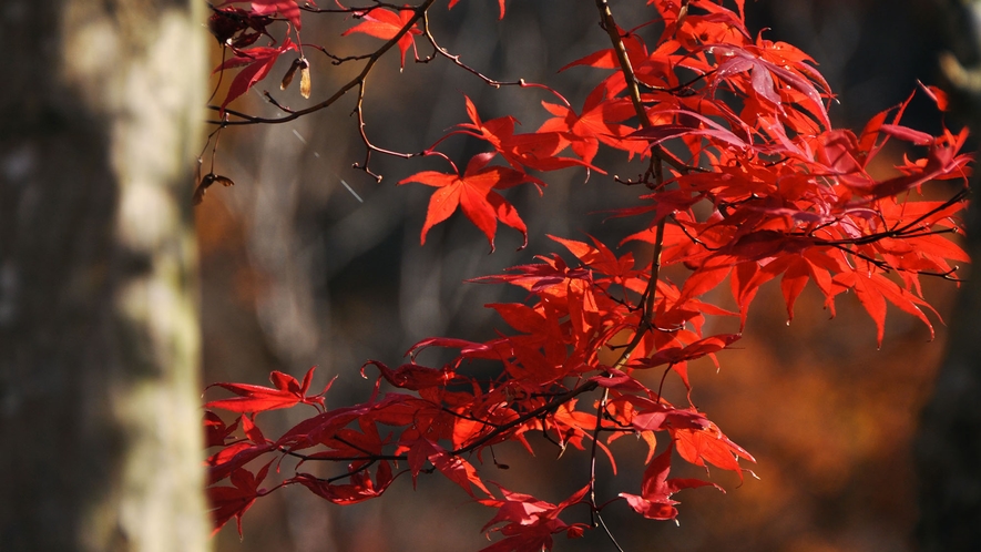 【清津峡・秋】季節の移ろいを感じる、自然からの紅い贈り物