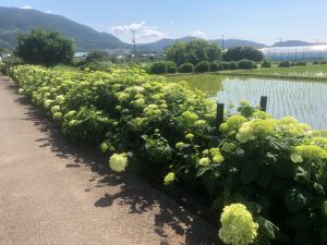 2026年6月6日(土)～14日(日)【開成町あじさいまつり】開催決定！