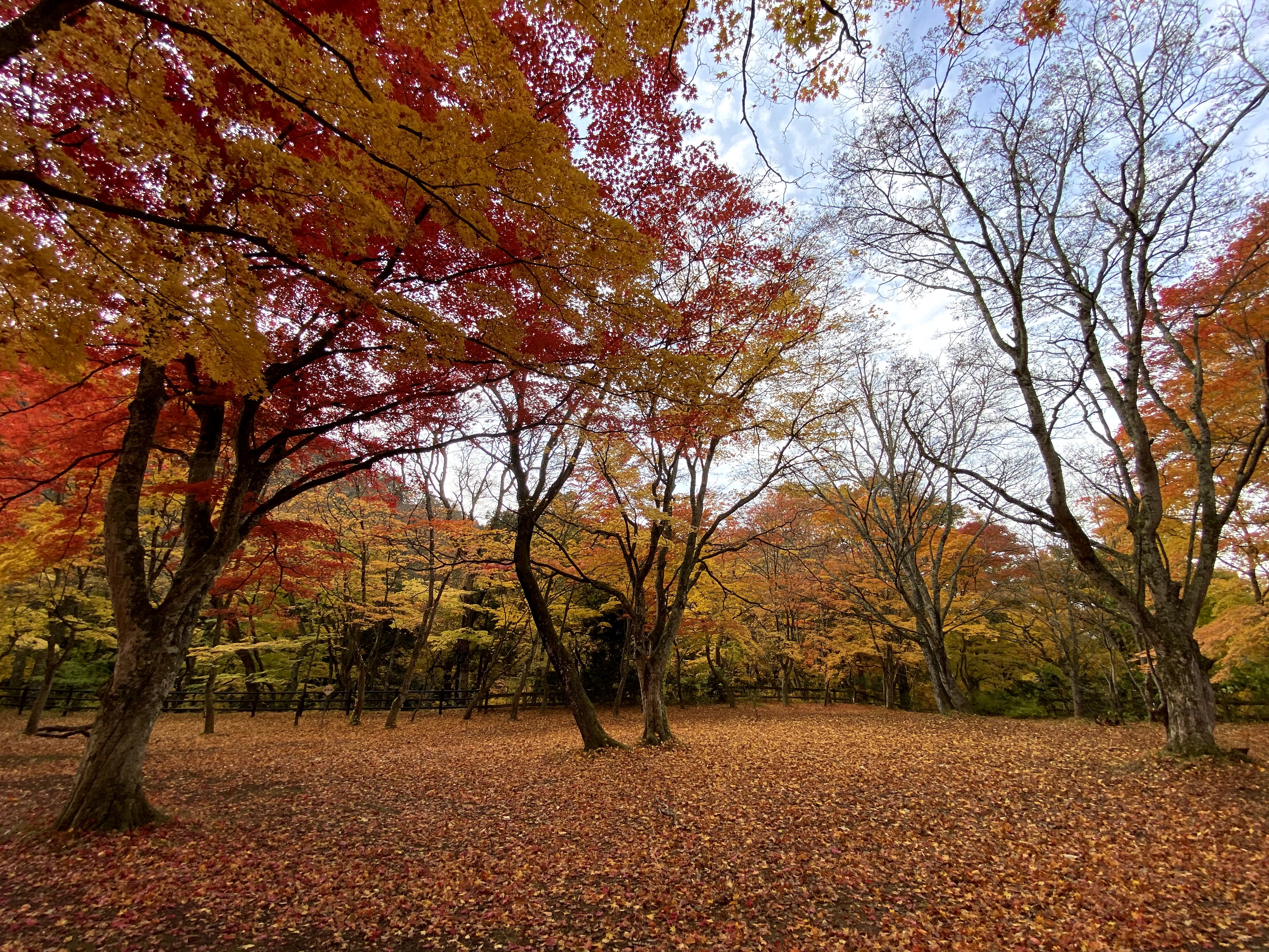 中野もみじ山03