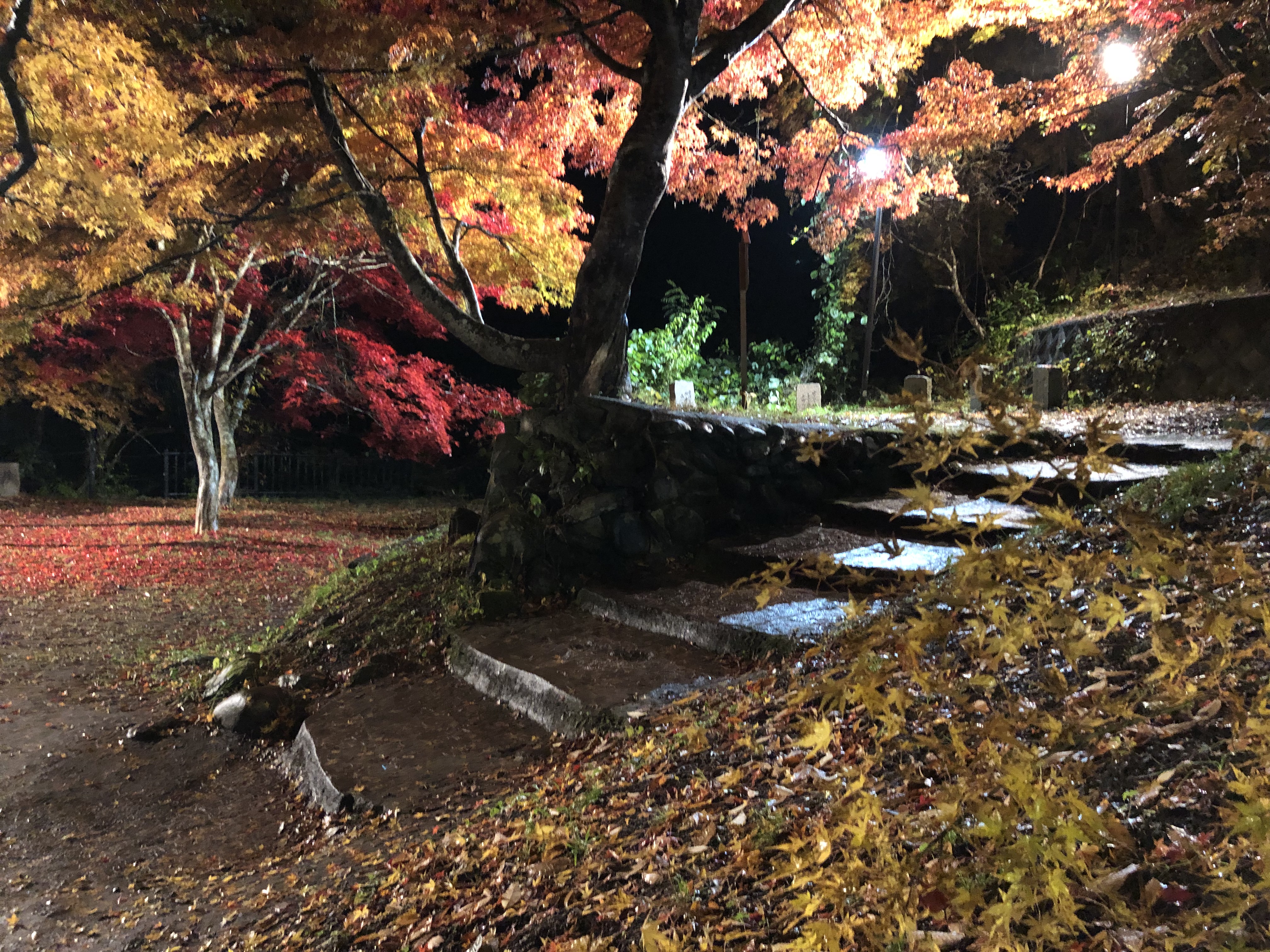 中野もみじ山05