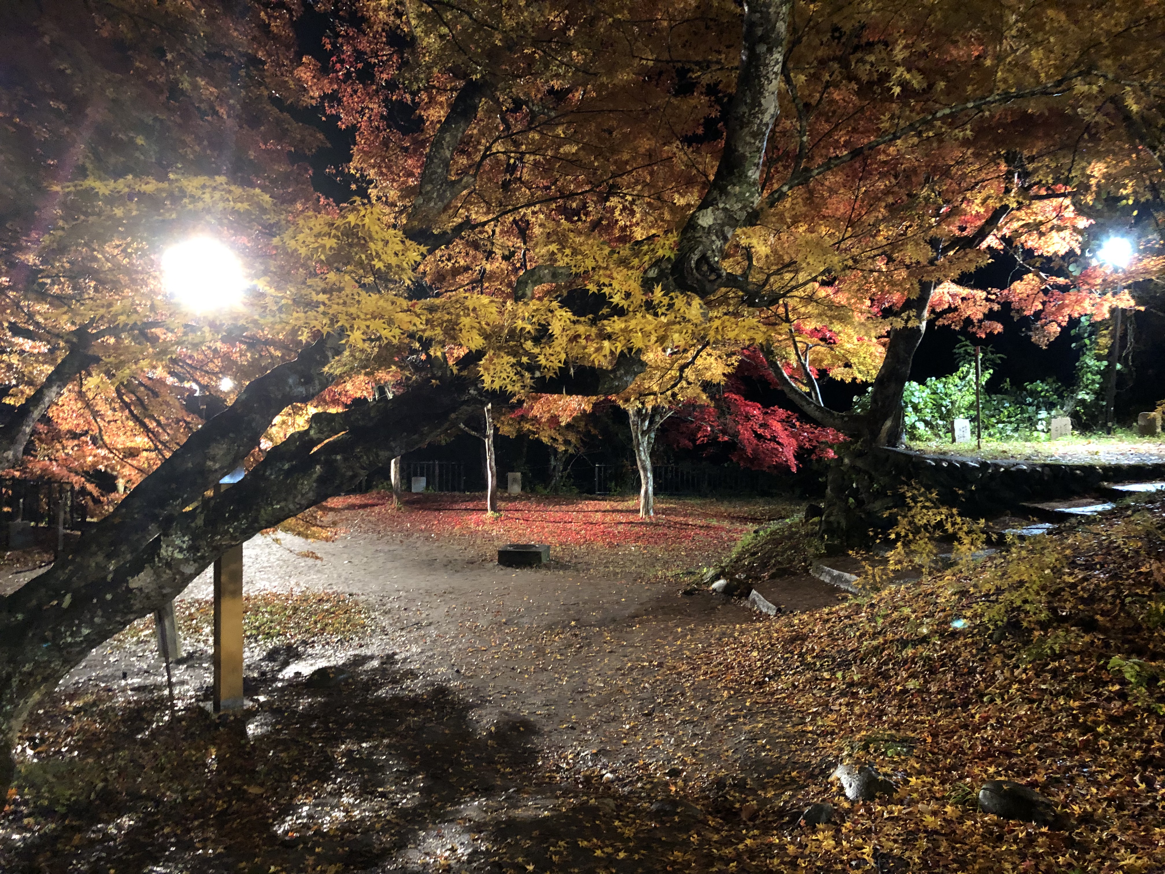 中野もみじ山04