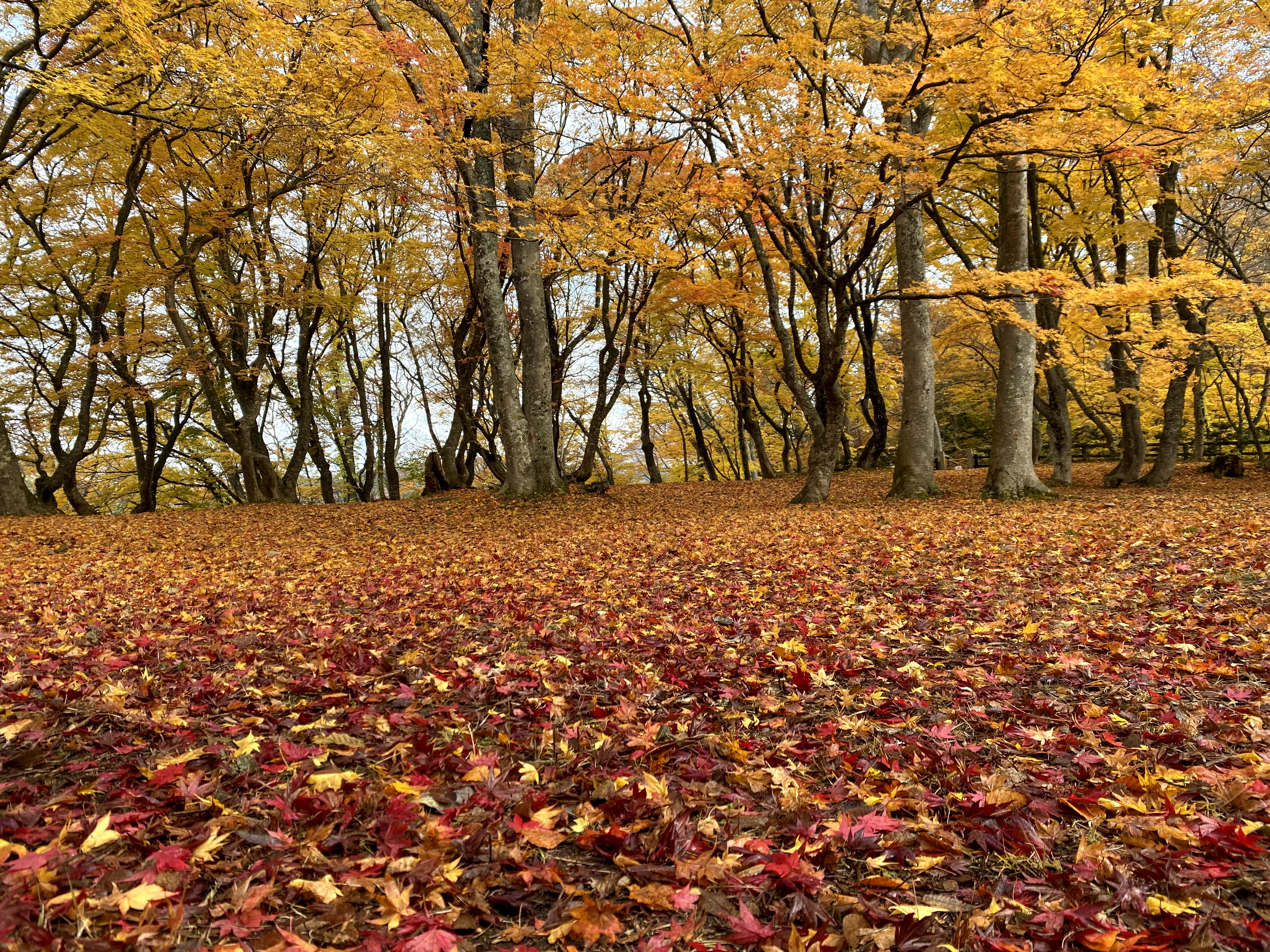 中野もみじ山02