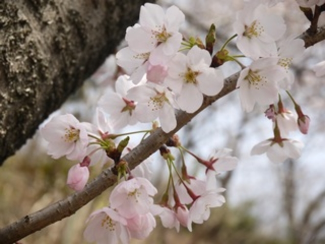 鎮守様の桜