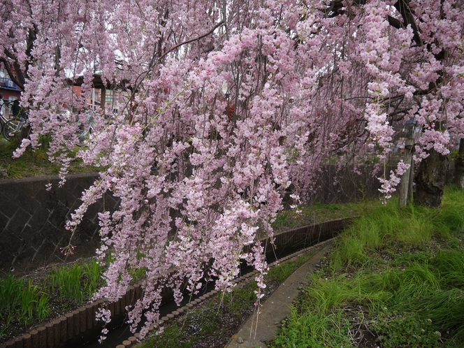 しだれ桜