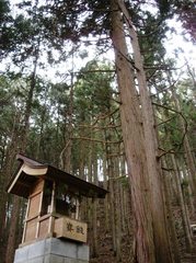 東沢の大ヒノキ「山の神」