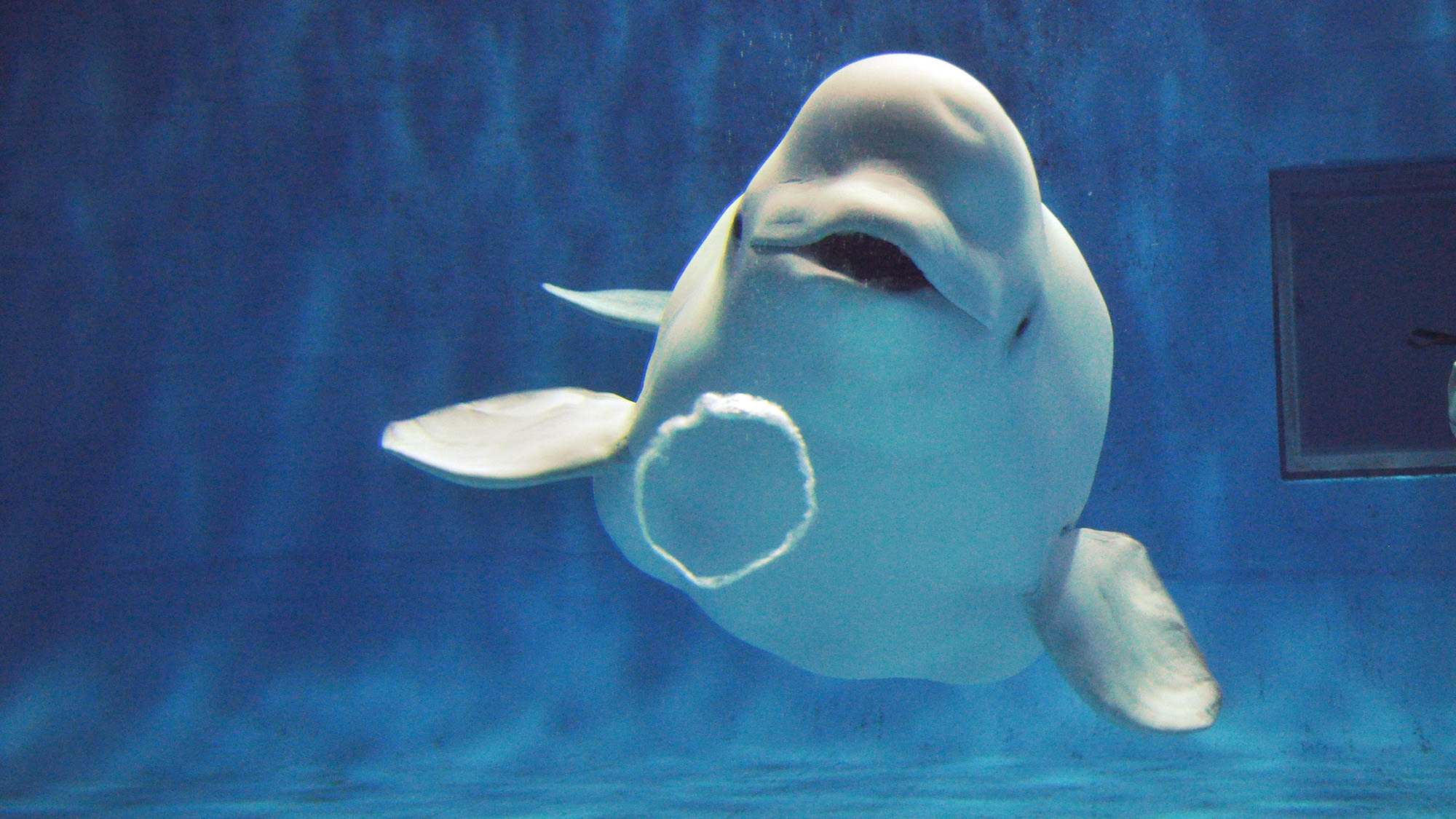 ■しまね海洋館 アクアス■当館より車で約16分