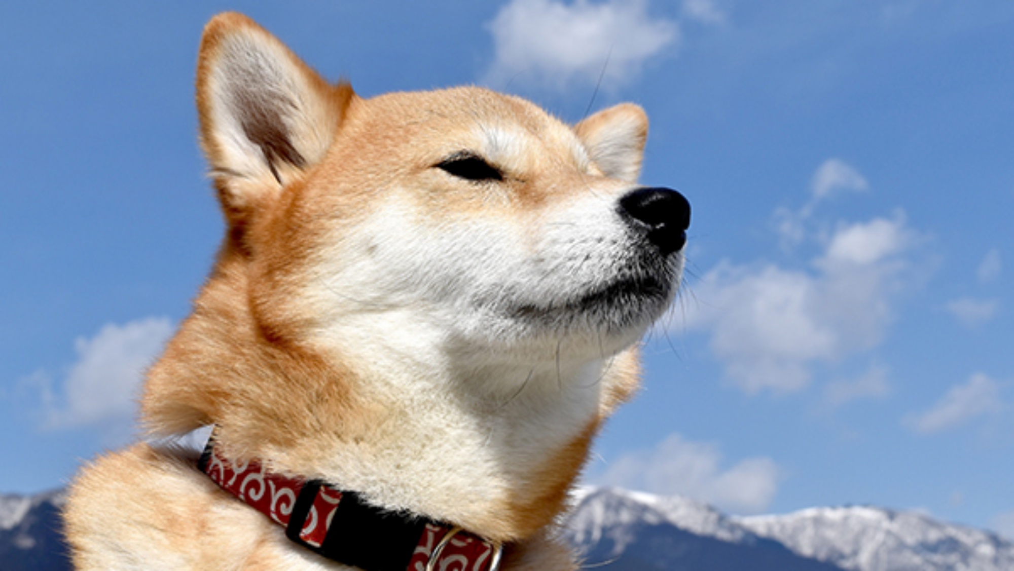 ペット同伴：わんちゃんと一緒に快適旅♪