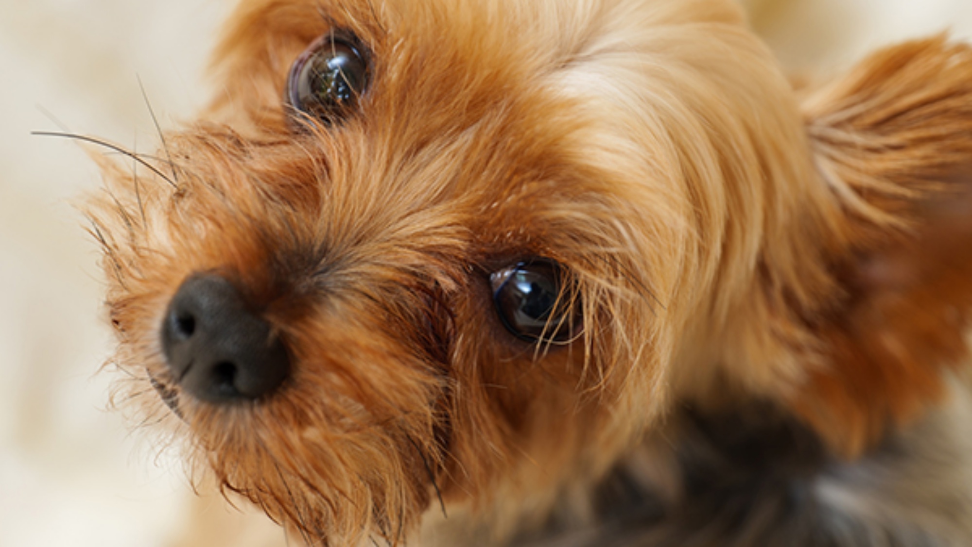 ペット同伴：わんちゃんと一緒に快適旅♪