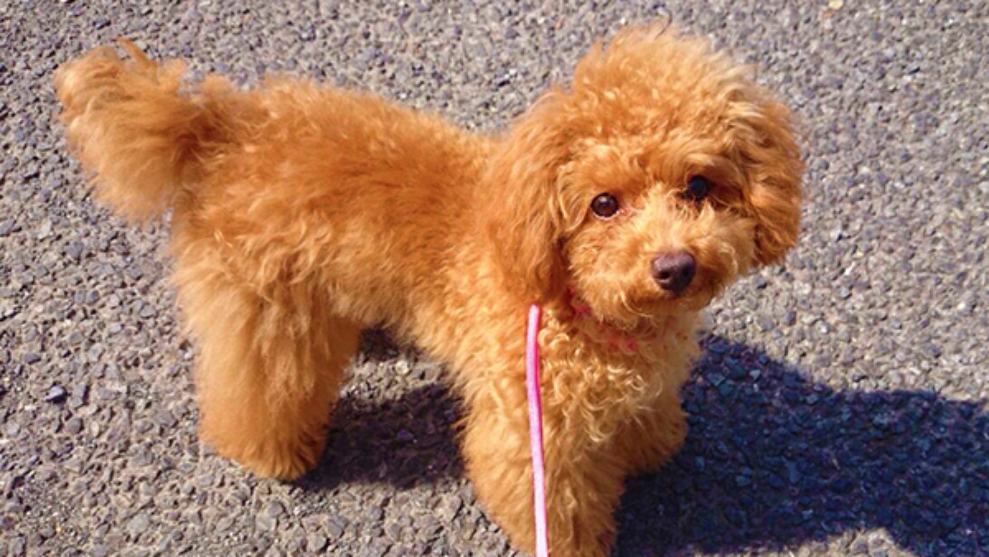 ペット同伴：わんちゃんと一緒に快適旅♪