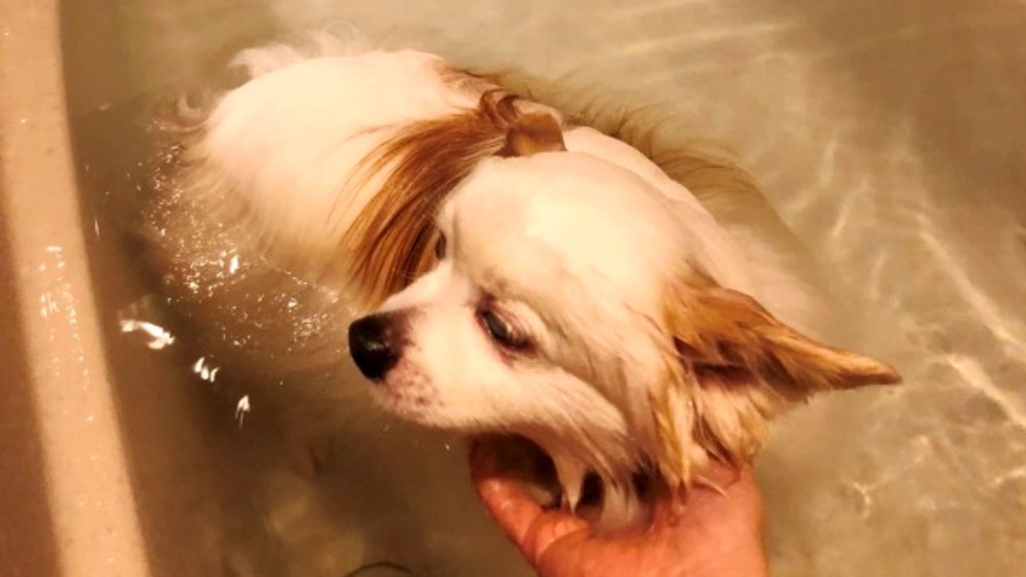 「ペットの湯」炭酸泉はシャンプーより負担が少なく毛穴まで浸透、温泉のみで洗う方も多数♪