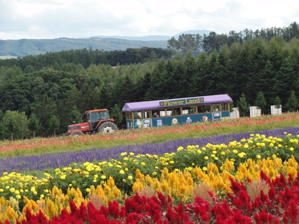 ｓｐａ ｈｏｔｅｌｒｅｓｏｒｔ ふらのラテール ９月 １０月の富良野 美瑛 楽天トラベル