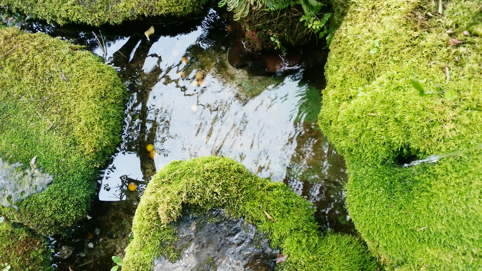 庭園◆自然の癒やしを感じます